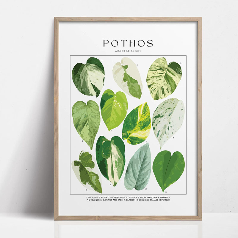 1pc Modern Houseplants Leaves  - Photography Pose บทวิจารณ์และราคา