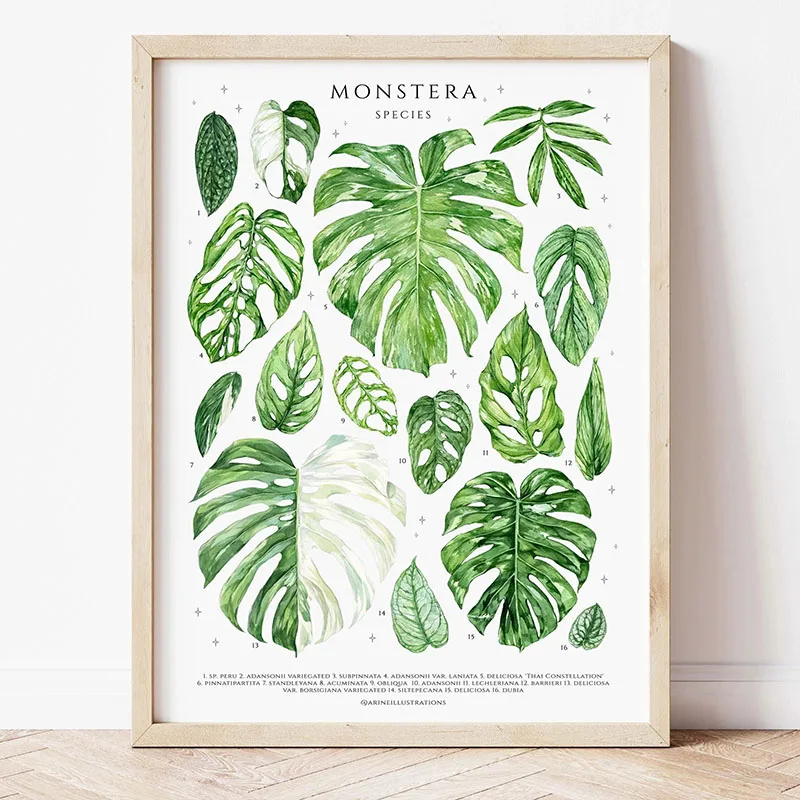 1pc Modern Houseplants Leaves  - Photography Pose บทวิจารณ์และราคา