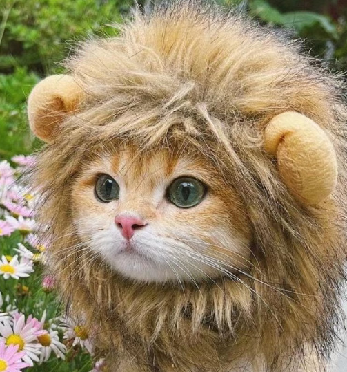 1pcs Interesting pet headwear  - Photography Interest บทวิจารณ์และราคา