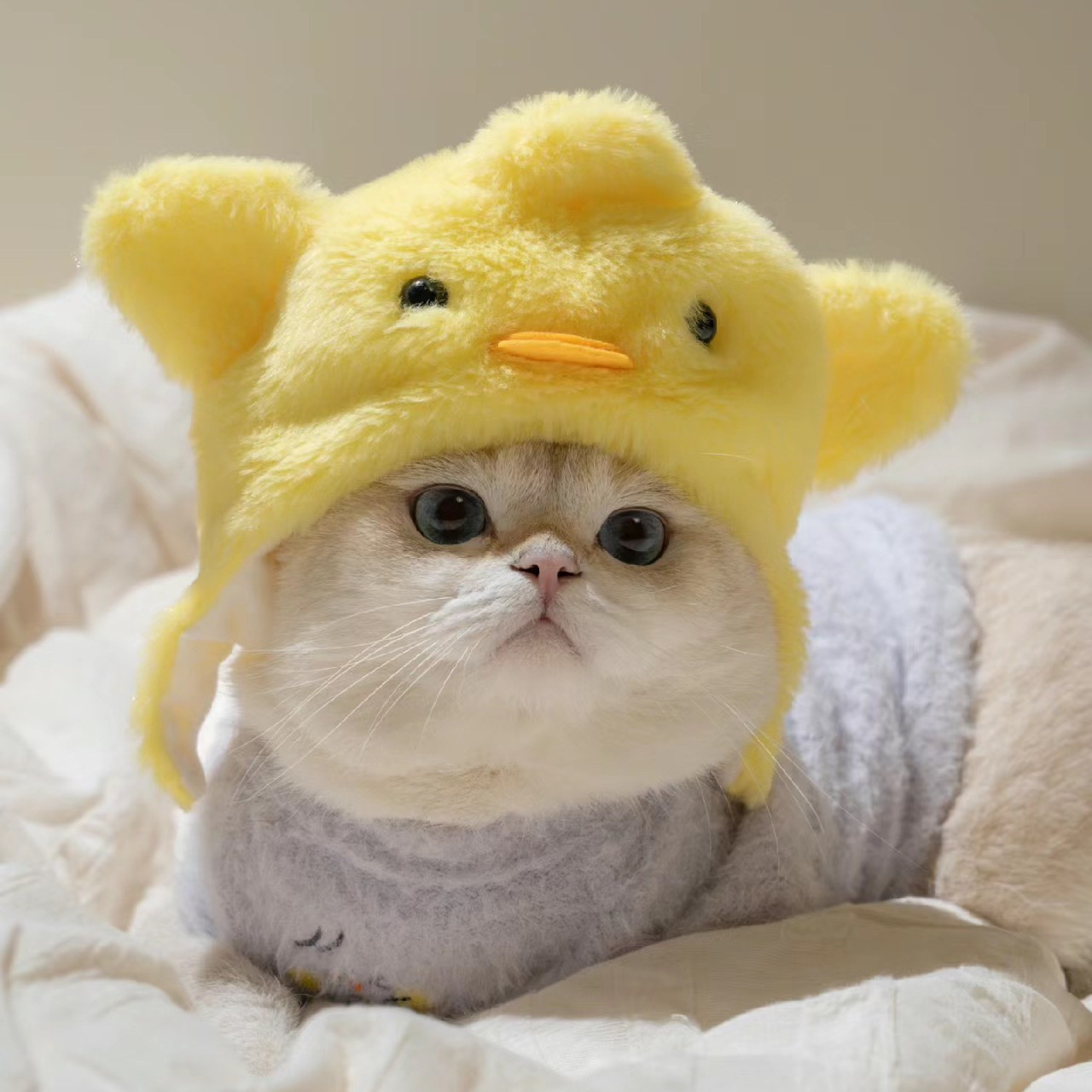 1pcs Interesting pet headwear  - Photography Interest บทวิจารณ์และราคา