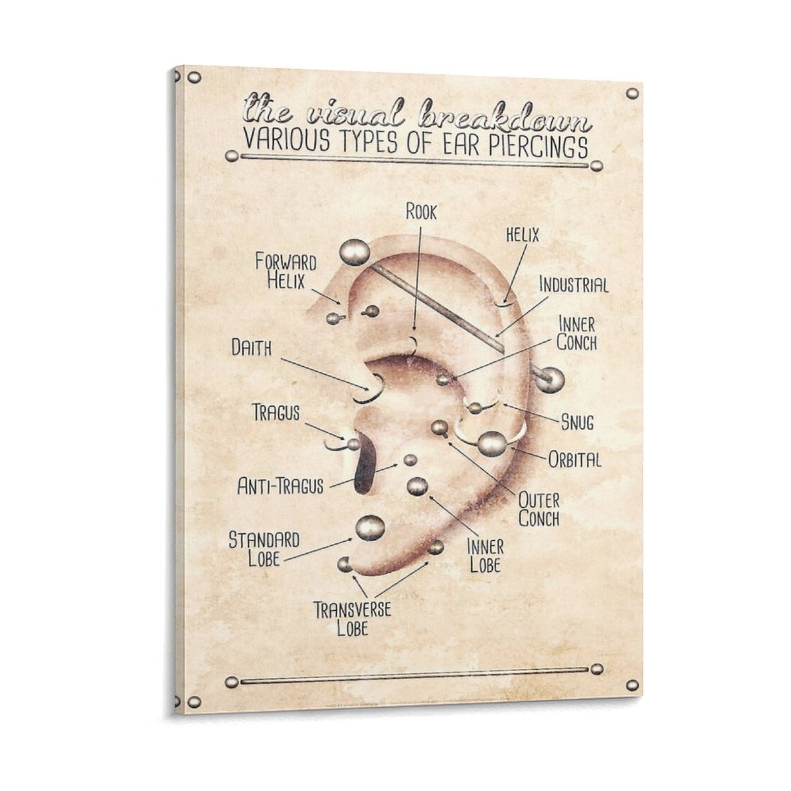 Ear Piercing Infographic Chart - Photography Pose บทวิจารณ์และราคา